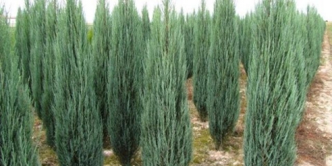 Juniper u sibiru, na uralu, u predgrađima: sadnja i njega, fotografija